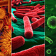 Illustration for article titled What Your Stomach Bacteria Says About You